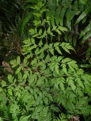 Pteris macilenta. Adaxial surface of 3‑pinnate-pinnatifid frond, with basal secondary pinnae on basal primary pinnae clearly stalked.
 Image: L.R. Perrie © Te Papa CC BY-NC 3.0 NZ